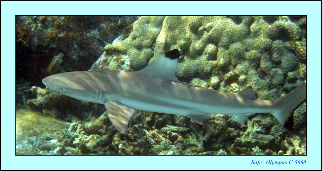 2005 - 08 - Redang  - 108.JPG